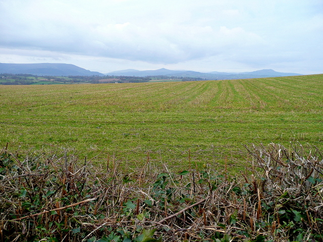 File:Grassed-over stubble - geograph.org.uk - 1631654.jpg