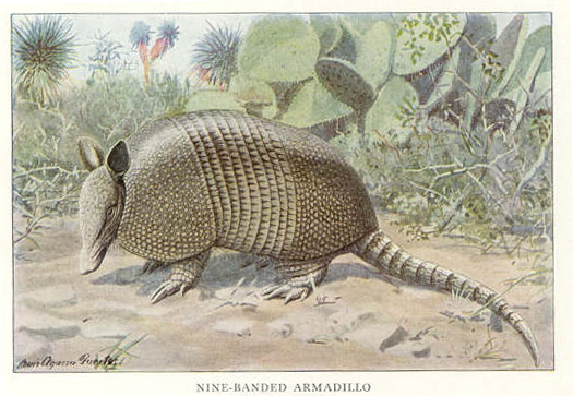 File:Nine-banded-Armadillo.jpg