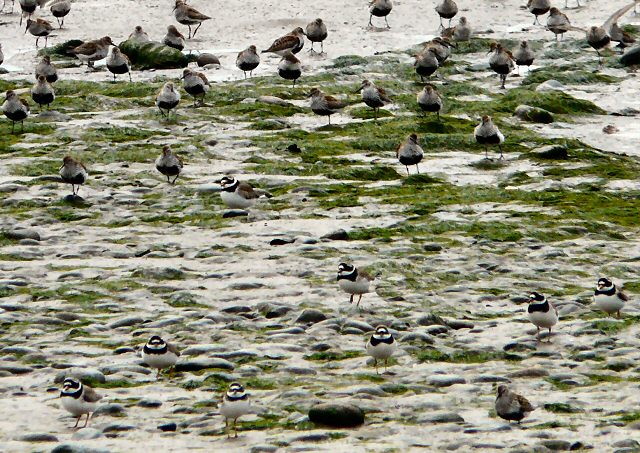 File:Dunlin and Plovers - geograph.org.uk - 1852753.jpg