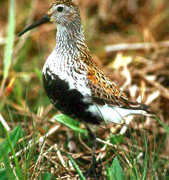 Juodkrūtis bėgikas (Calidris alpina)