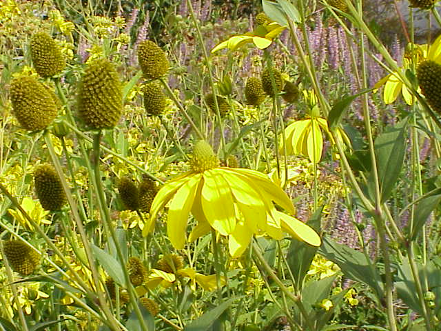 File:Rudbeckia laciniata1.jpg