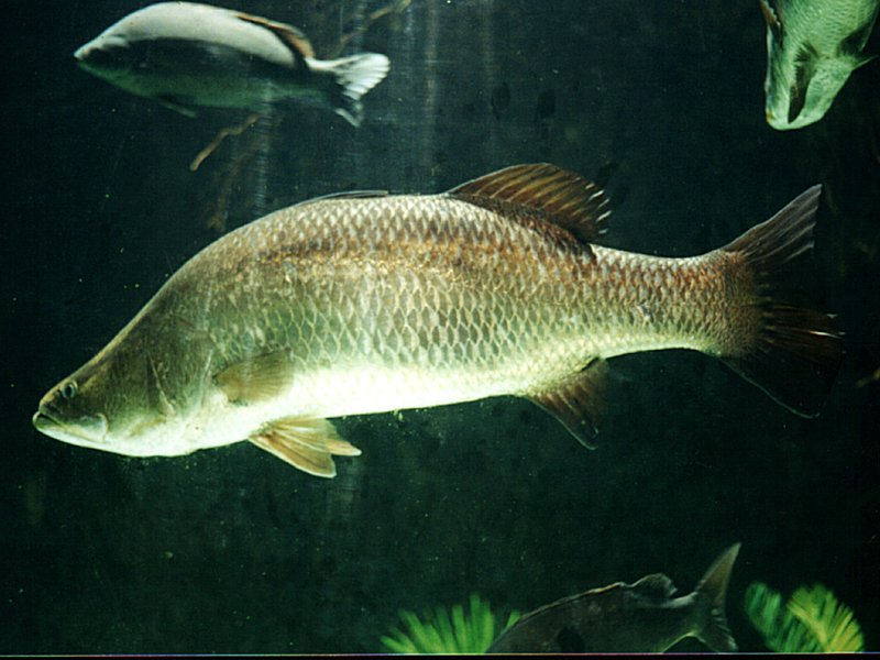 File:Barramundi.jpg