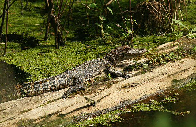 File:Alligator (5919858385).jpg