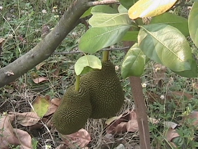 File:Low Jackfruit.jpg