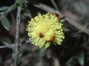 File:Conothamnus neglectus.jpg