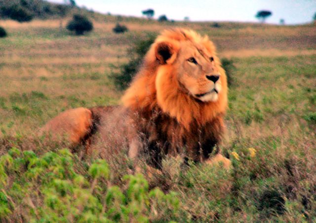 File:Lion in Kenya.jpg