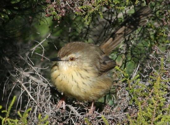 File:Drakensberg Prinia (Prinia hypoxantha).jpg