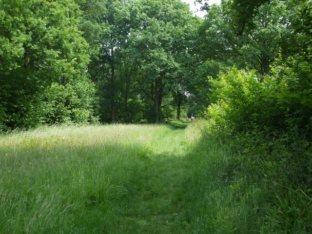 File:Foxley Wood - geograph.org.uk - 1041745.jpg