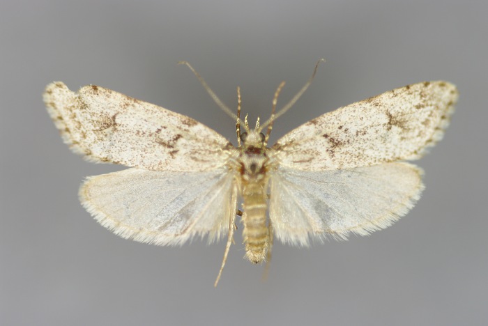 File:Diurnea fagella M1.jpg