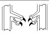 File:A3 Dewclaws with complete bony parts and two partially bony parts.gif