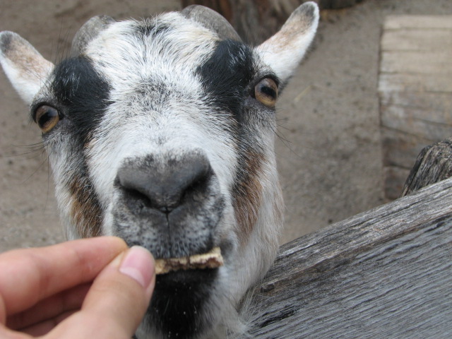 File:Pygmy goat in petting zoo.jpg