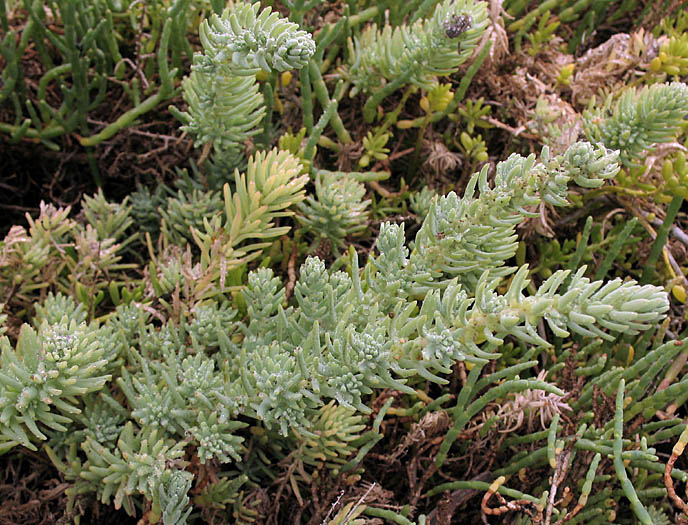 File:Suaedataxifolia.jpg