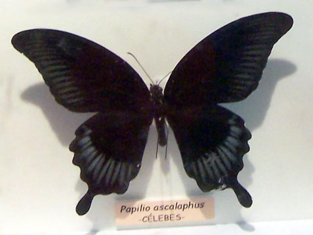 File:Papilio ascalaphus.jpg