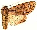 Acronicta iria