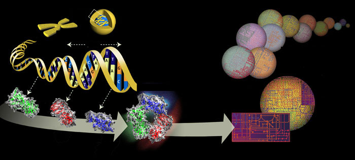 File:Genome (dumb version).jpg