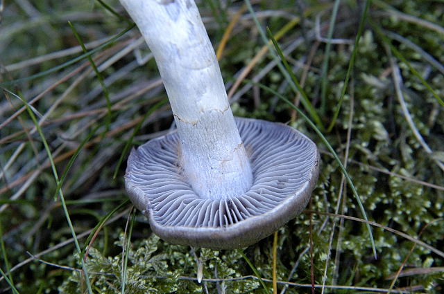 File:Cortinarius.salor2.-.lindsey.jpg