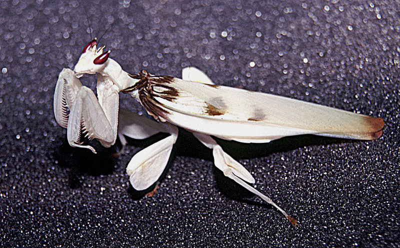 File:Creobroter sp. (13613293915).jpg