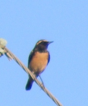 File:Cyprus Pied Wheatear crop.jpg