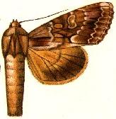 Apamea maxima