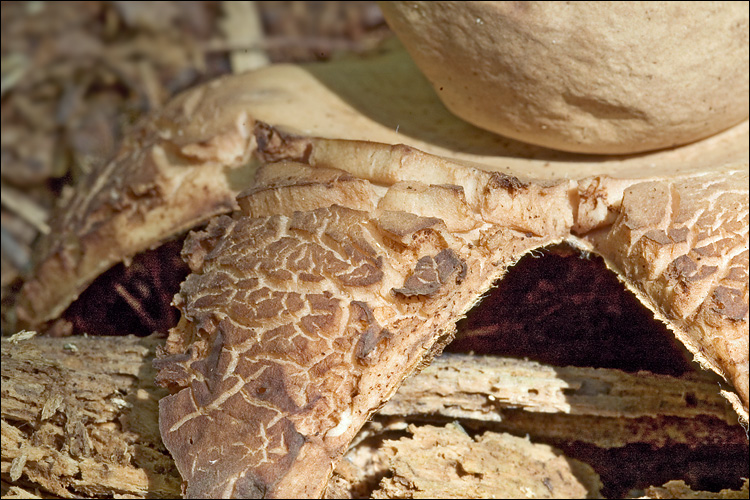 File:Geastrum triplex 55663.jpg