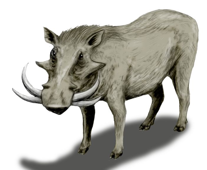 File:Metridiochoerus BW.jpg