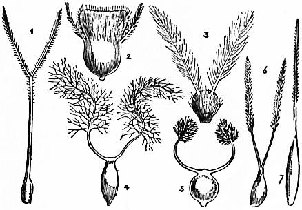 File:EB1911 - Grasses Fig. 14.jpg