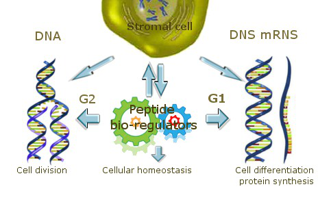 File:Bioregulation.png