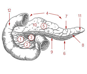 Parts del pàncrees