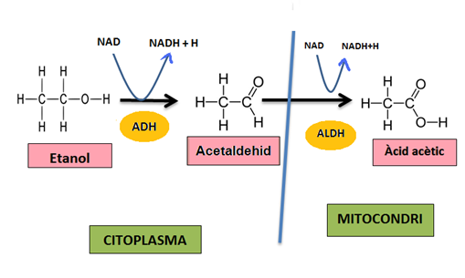 Via metabòlica de l'etanol per ADH