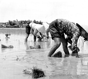 File:Vietvillage.jpg