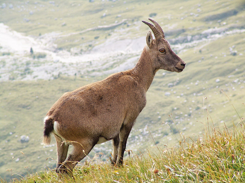 File:Nilgiri Thar 2.jpg