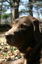 Chocolate lab