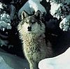 A Northern Rocky Mountains Wolf standing between two trees