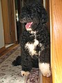 Portuguese Water Dog