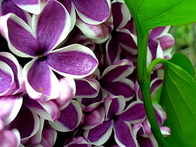 Lilac flowers