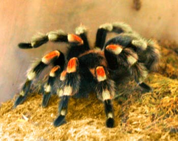 Skeda:Merimanga;Tarantula.jpg