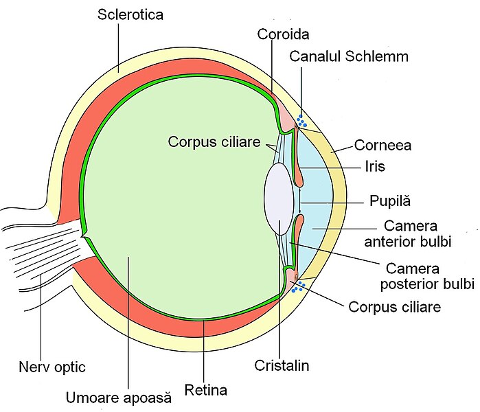 Fișier:Ochiul uman.jpg