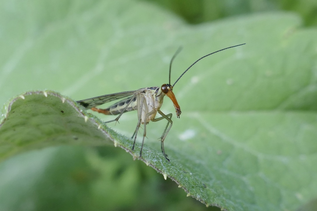 Head-on photo of a scorpion fly, showcasing its head and long, downwards-pointing nose