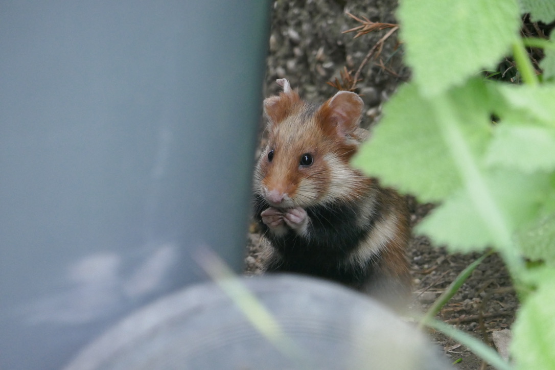 A wild hamster perching on its back legs, eating food held in its front paws