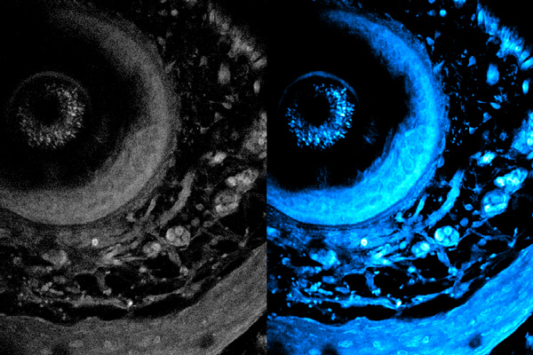 two cell images side by side