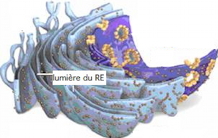 Le réticulum endoplasmique : une cible majeure du cadmium