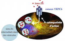 Un nouvel acteur dans l’homéostasie du Zinc