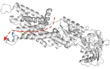 Cheminement du cuivre dans le chloroplaste