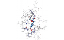 Reactional mechanism of HPPD: Identification of catalytic residues