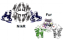 Fur et NikR, des senseurs de métaux pour la survie du pathogène Helicobacter pylori dans l’estomac