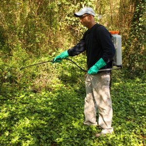 man using a sprayer to control invasive plants