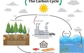 Figure 1. The carbon cycle is the natural process in which carbon moves throughout earth’s atmosphere, land, and ocean.