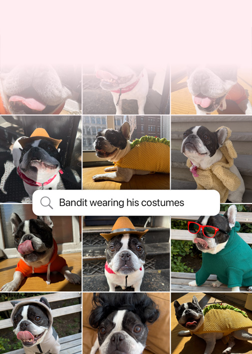 Feature demonstration: Natural language search for photos. Photos of a dog with the search query over the photos: 'Bandit wearing his costumes'