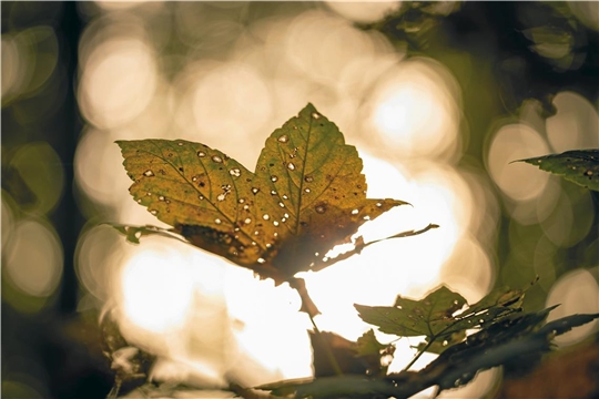 Herbststimmung im Plattenwald in Backnang (Murrhalde-Sträßchen)