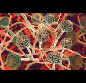 The fungus Aspergillus fumigatus. This fungus can cause a number of disorders in people with compromised immune function or other lung diseases. Credit: Kateryna Kon/Science Photo Library/GettyImages